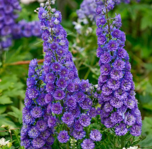 Delfīnija 'Highlander Sweet Sensation'